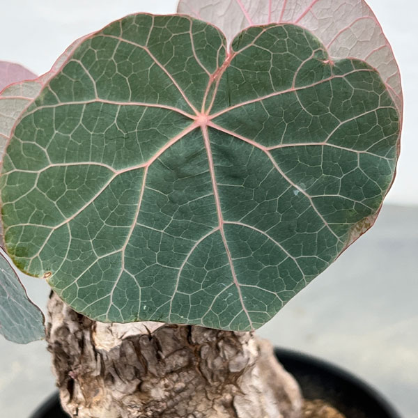 ステファニア：カウィーサキー　3.5号鉢植え25-01