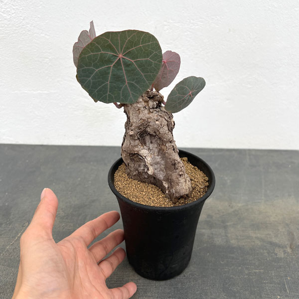 ステファニア：カウィーサキー　3.5号鉢植え25-01