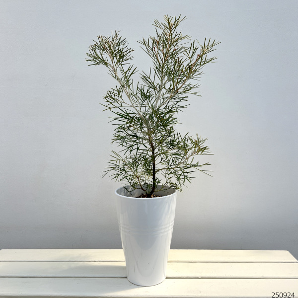 グレビレア：スピリットオブアンザック  6号鉢植え