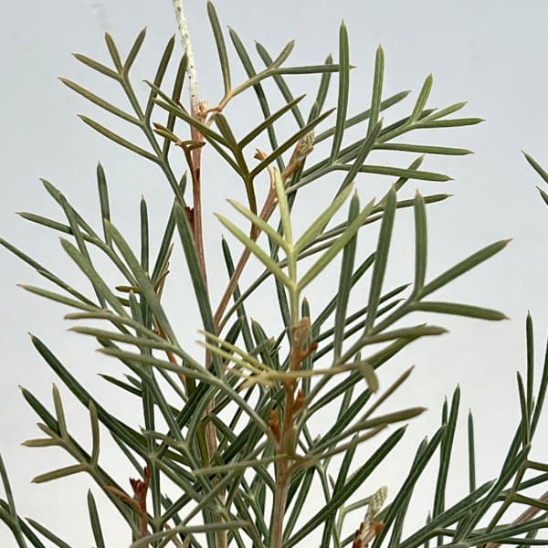 グレビレア：スピリットオブアンザック  6号鉢植え