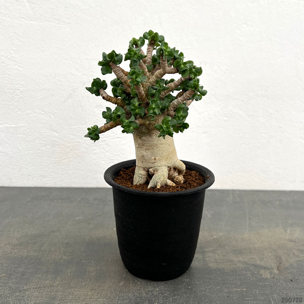 アデニウム：アラビカム巻葉　3.5号鉢植え