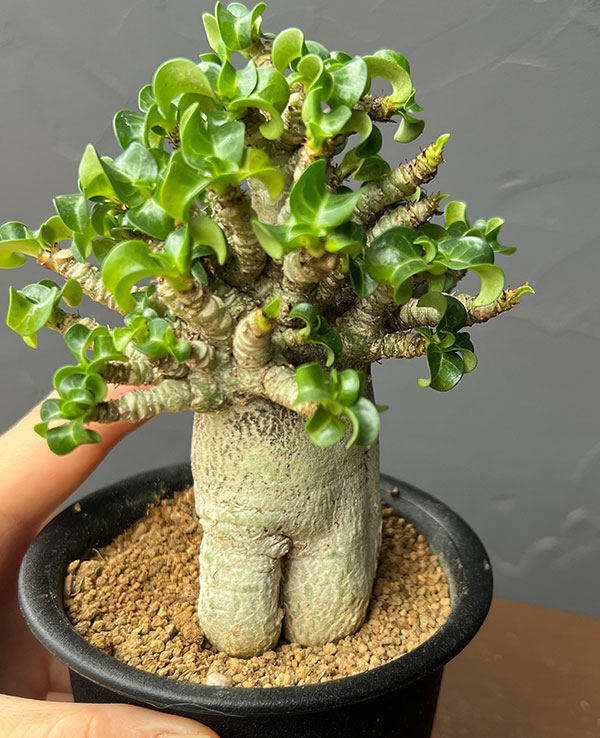 アデニウム:アラビカム巻葉 3号鉢植え
