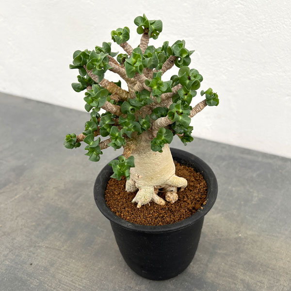 アデニウム：アラビカム巻葉　3.5号鉢植え