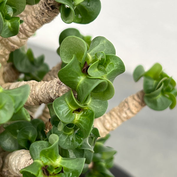 アデニウム：アラビカム巻葉　3.5号鉢植え