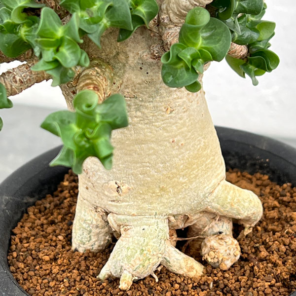 アデニウム：アラビカム巻葉　3.5号鉢植え