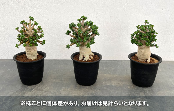 アデニウム：アラビカム巻葉　3.5号鉢植え
