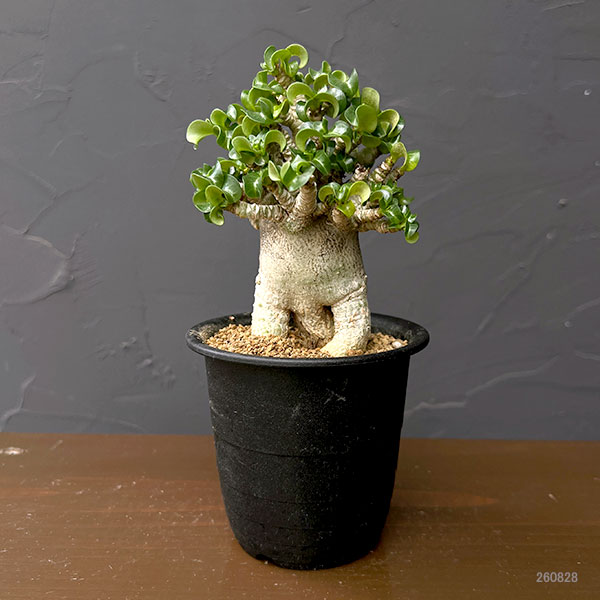 アデニウム:アラビカム巻葉 3号鉢植え