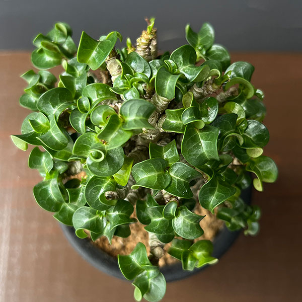 アデニウム:アラビカム巻葉 3号鉢植え