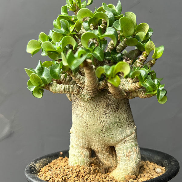 アデニウム:アラビカム巻葉 3号鉢植え