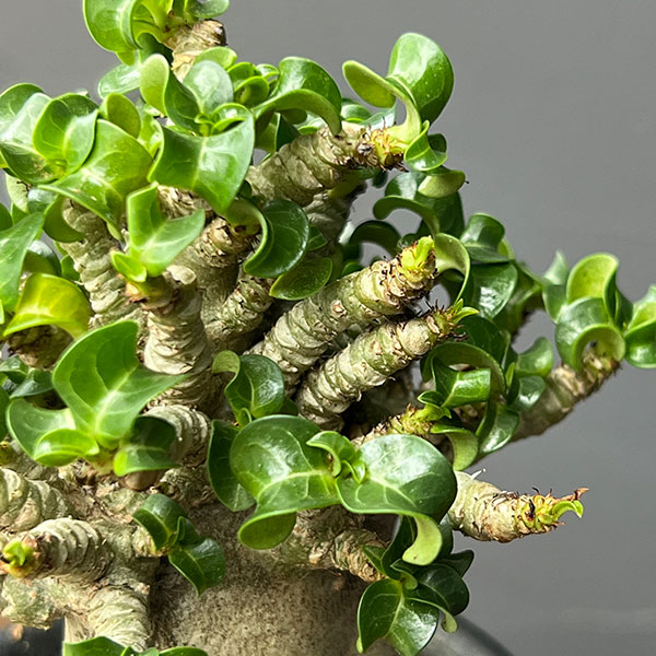 アデニウム:アラビカム巻葉 3号鉢植え