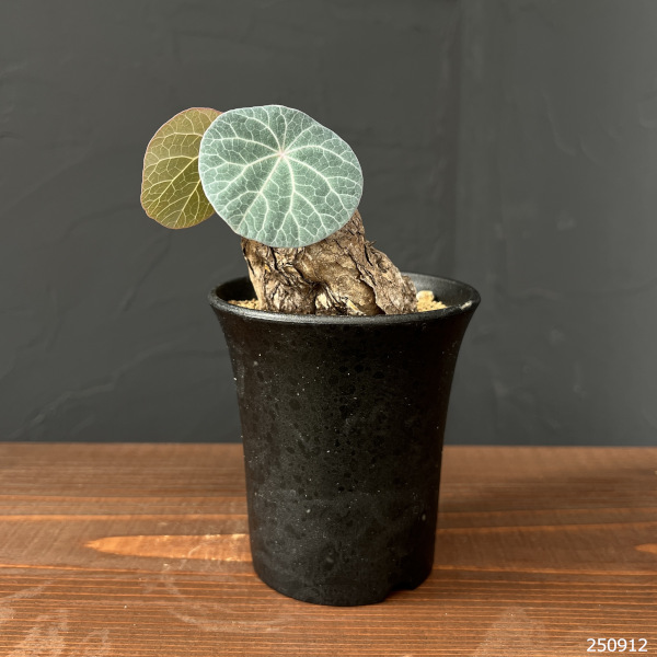 [ザ・ファームセレクト]ステファニア：カウィーサキー　3号鉢植え25-04