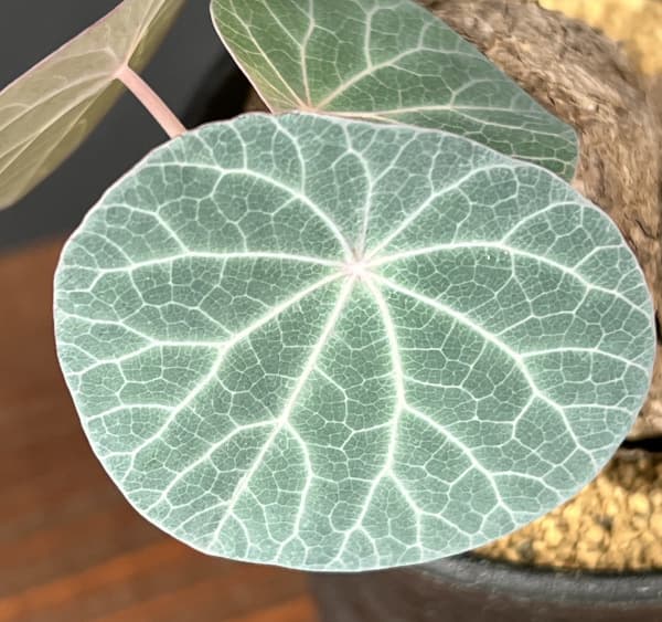 [ザ・ファームセレクト]ステファニア：カウィーサキー　3号鉢植え25-04