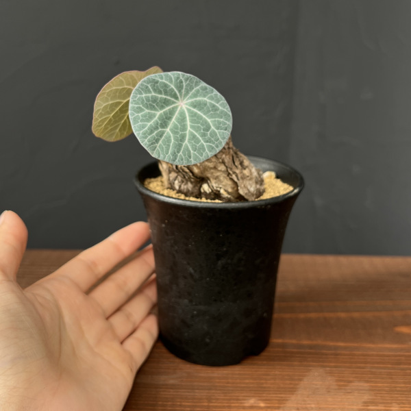 [ザ・ファームセレクト]ステファニア：カウィーサキー　3号鉢植え25-04