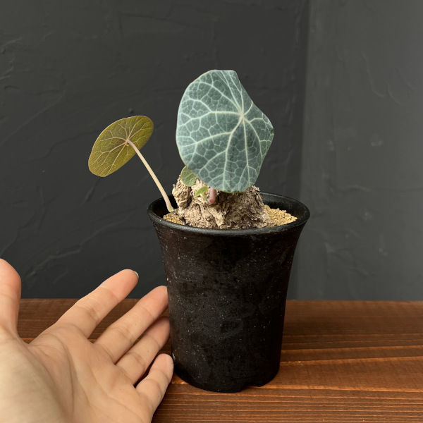 [ザ・ファームセレクト]ステファニア：カウィーサキー　3号鉢植え25-05