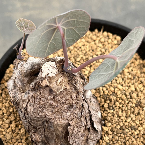 [ザ・ファームセレクト]ステファニア：カウィーサキー　3号鉢植え25-05