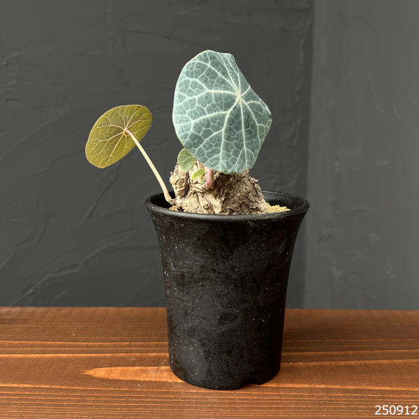 [ザ・ファームセレクト]ステファニア：カウィーサキー　3号鉢植え25-05
