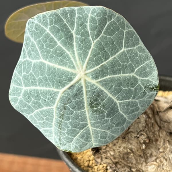 [ザ・ファームセレクト]ステファニア：カウィーサキー　3号鉢植え25-05