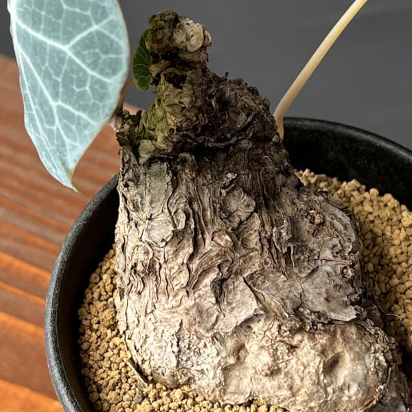 [ザ・ファームセレクト]ステファニア：カウィーサキー　3号鉢植え25-05