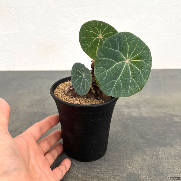 [ザ・ファームセレクト]ステファニア：カウィーサキー　3号鉢植え25-06