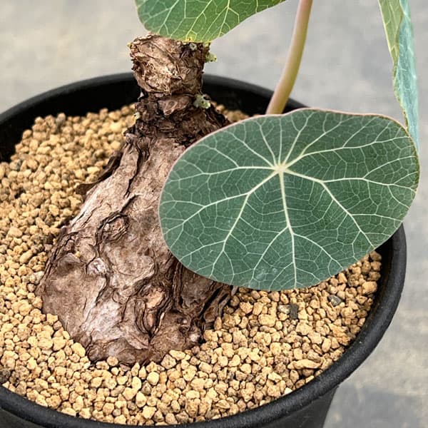 [ザ・ファームセレクト]ステファニア：カウィーサキー　3号鉢植え25-06