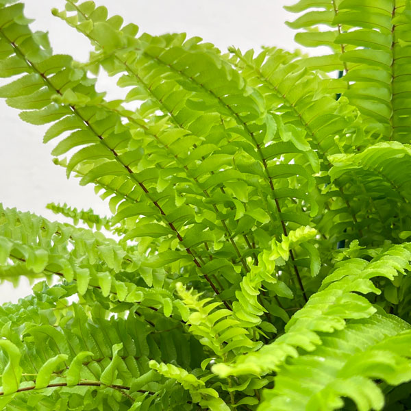 ネフロレピス:ボストンファーン(ボストンタマシダ)コンパクタ 7号吊り鉢植え