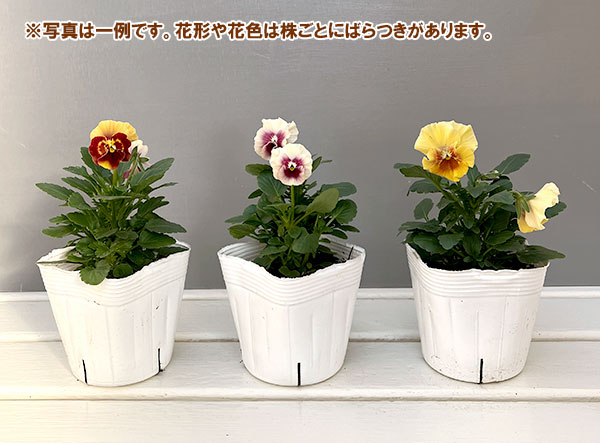 パンジー(フリル咲き):アルバルーチェ3-3.5号ポット