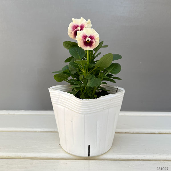 パンジー(フリル咲き):アルバルーチェ3-3.5号ポット