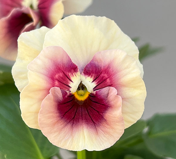 パンジー(フリル咲き):アルバルーチェ3-3.5号ポット