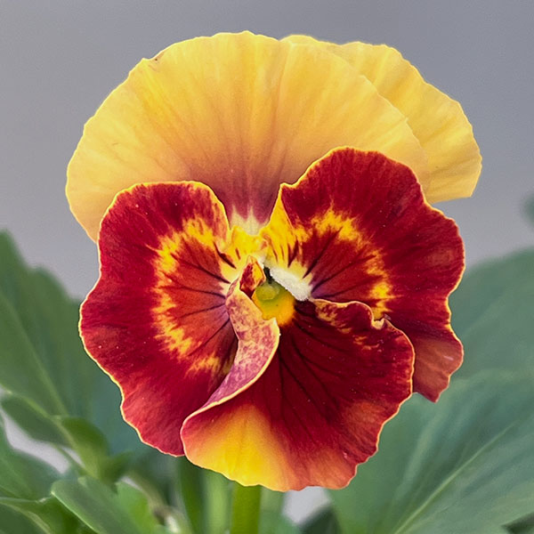 パンジー(フリル咲き):アルバルーチェ3-3.5号ポット