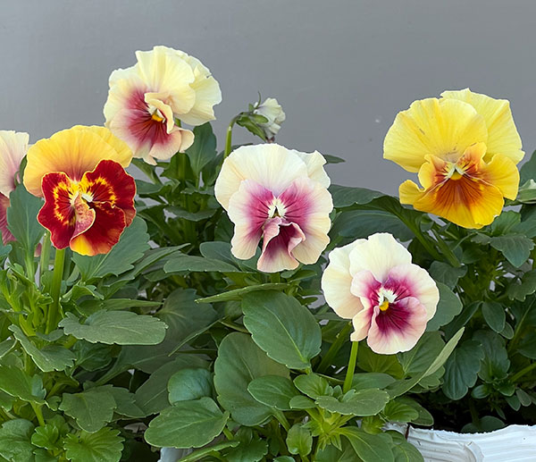 パンジー(フリル咲き):アルバルーチェ3-3.5号ポット