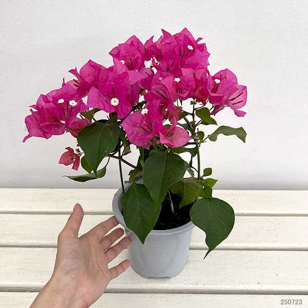 ブーゲンビレア:ミセスバット赤色4.5号鉢植え