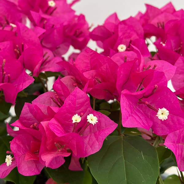ブーゲンビレア:ミセスバット赤色4.5号鉢植え