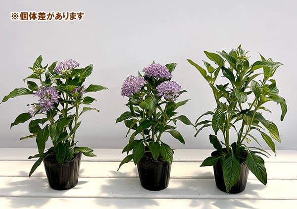 ペンタス:ミルキーウェイ ブルー系3号ポット