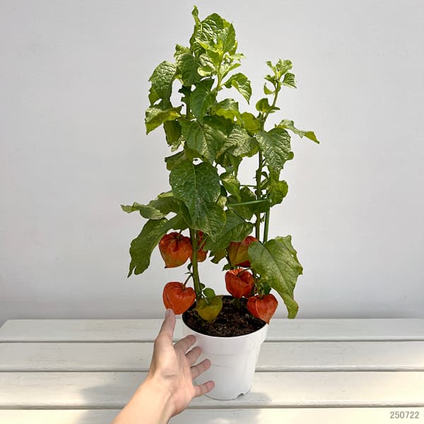 ホオズキ:丹波ほおずき5号鉢植え