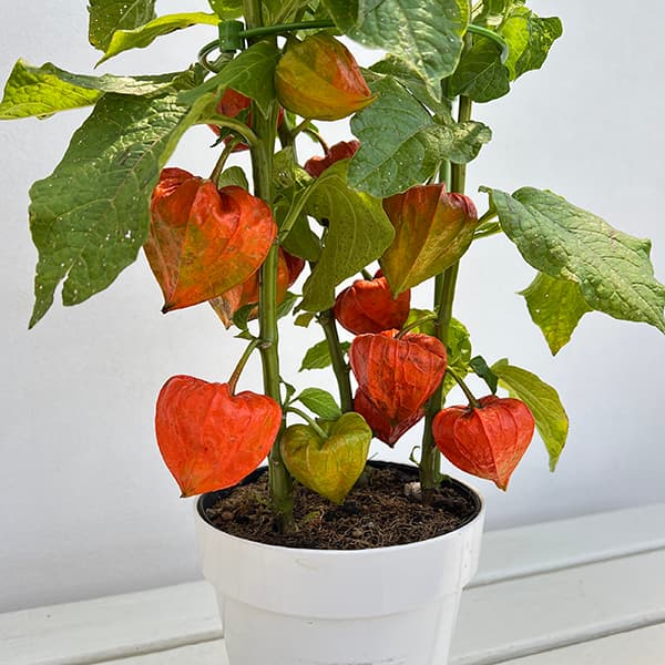 ホオズキ:丹波ほおずき5号鉢植え