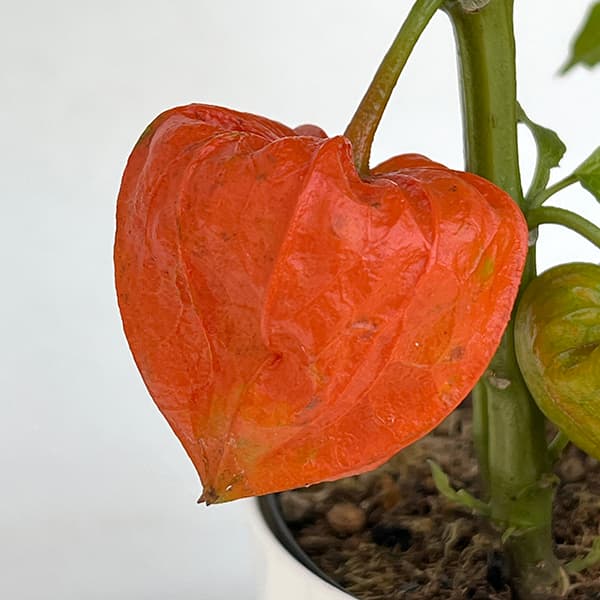 ホオズキ:丹波ほおずき5号鉢植え