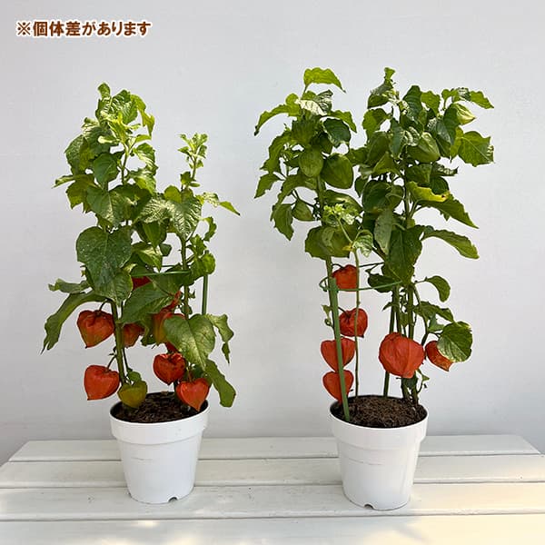 ホオズキ:丹波ほおずき5号鉢植え