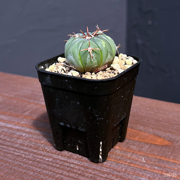 サボテン：エキノカクタス 　太平丸2.5号鉢植え