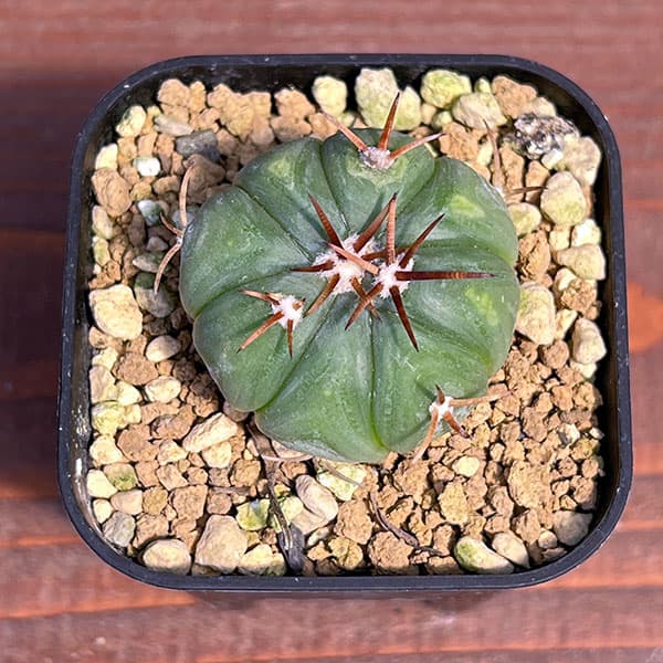 サボテン：エキノカクタス 　太平丸2.5号鉢植え