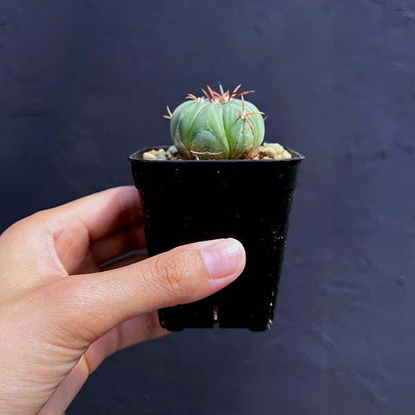 サボテン：エキノカクタス 　太平丸2.5号鉢植え