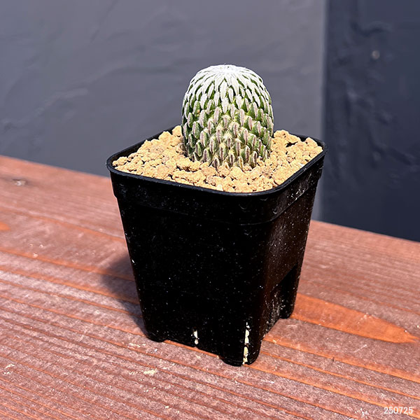 サボテン:精巧丸(ペレキフォラ アセリフォルミス) 2.5号鉢植え