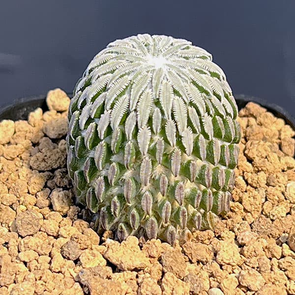 サボテン:精巧丸(ペレキフォラ アセリフォルミス) 2.5号鉢植え
