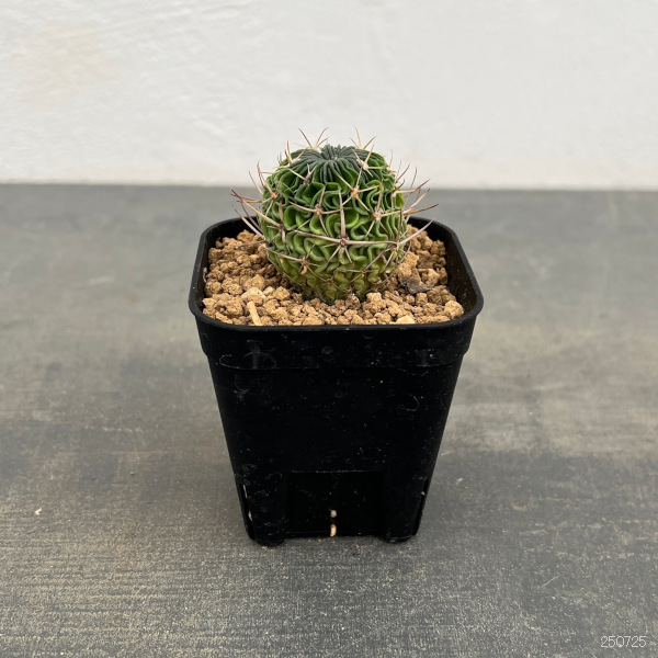 サボテン：エキノフォスロカクタス 　千波万波（センパバンパ）実生苗　2.5号鉢植え