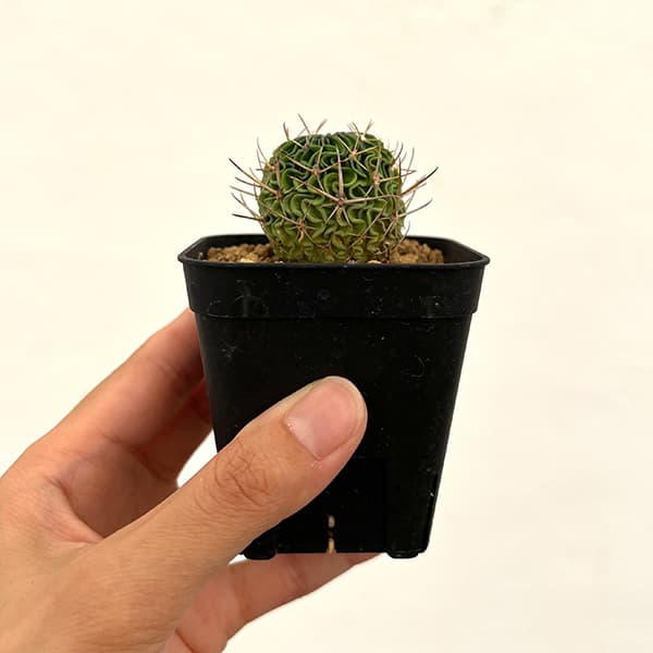 サボテン：エキノフォスロカクタス 　千波万波（センパバンパ）実生苗　2.5号鉢植え
