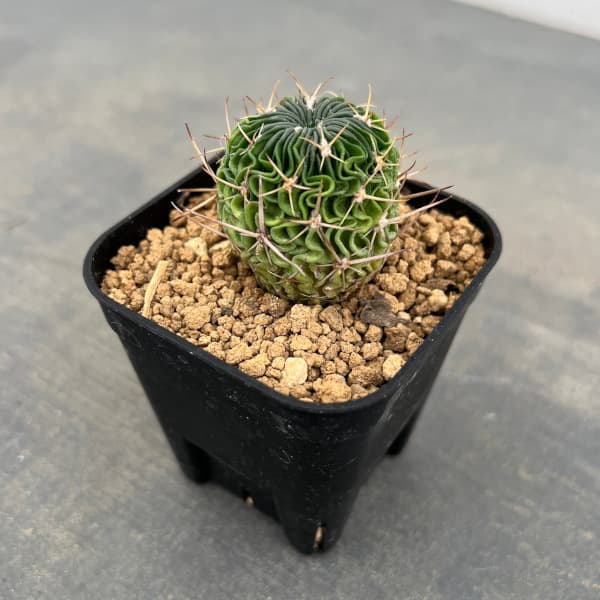 サボテン：エキノフォスロカクタス 　千波万波（センパバンパ）実生苗　2.5号鉢植え