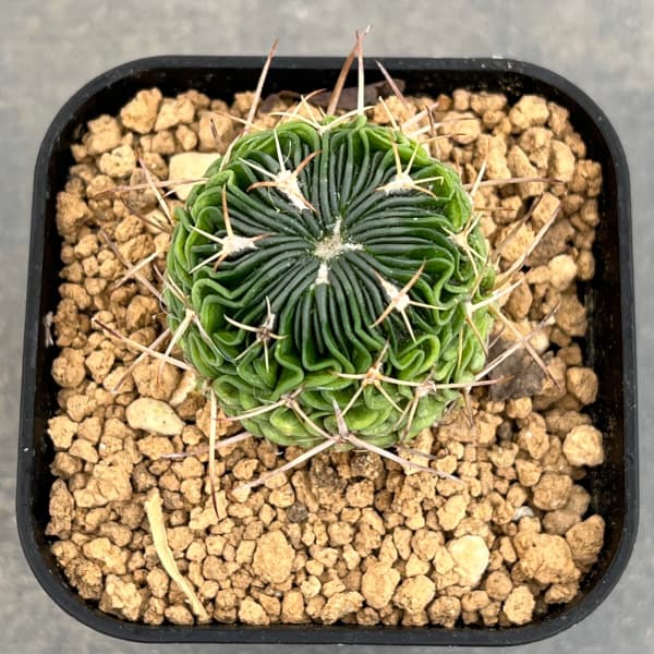 サボテン：エキノフォスロカクタス 　千波万波（センパバンパ）実生苗　2.5号鉢植え