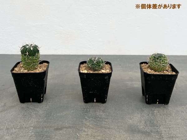 サボテン：エキノフォスロカクタス 　千波万波（センパバンパ）実生苗　2.5号鉢植え