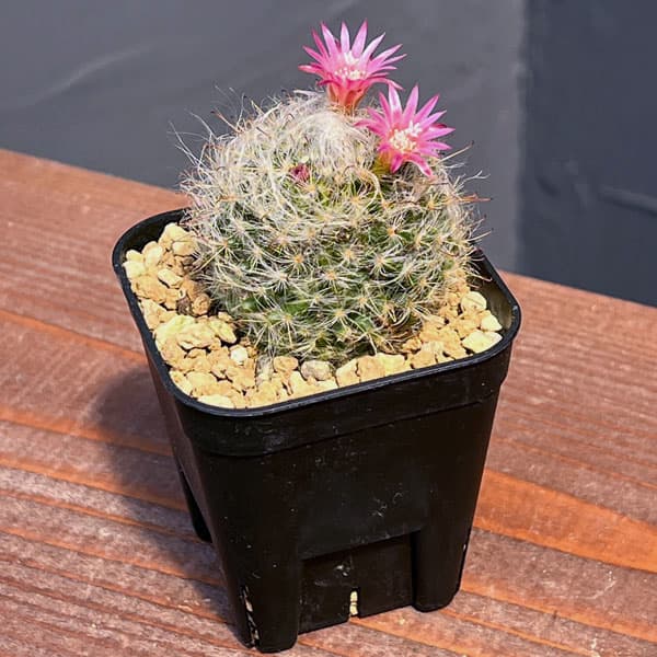 マミラリア:ボカサナ 2.5号鉢植え