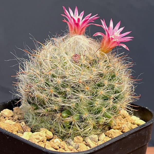 マミラリア:ボカサナ 2.5号鉢植え