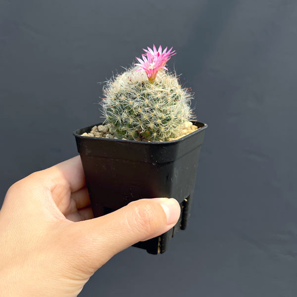 マミラリア:ボカサナ 2.5号鉢植え